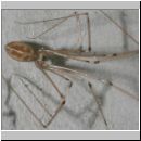 Pholcus phalangioides - Grosse Zitterspinne 05 9mm.jpg